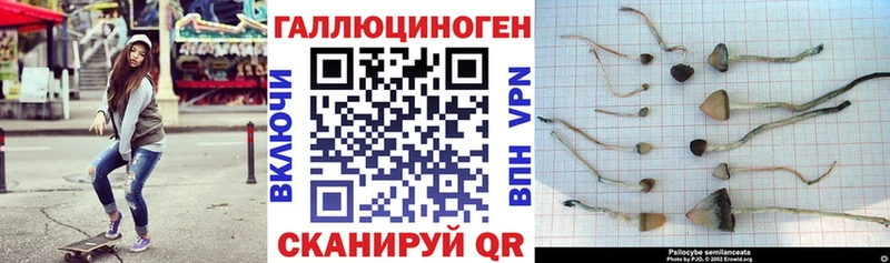 площадка клад  Невельск  гидра как войти  Псилоцибиновые грибы MAGIC MUSHROOMS  как найти закладки 